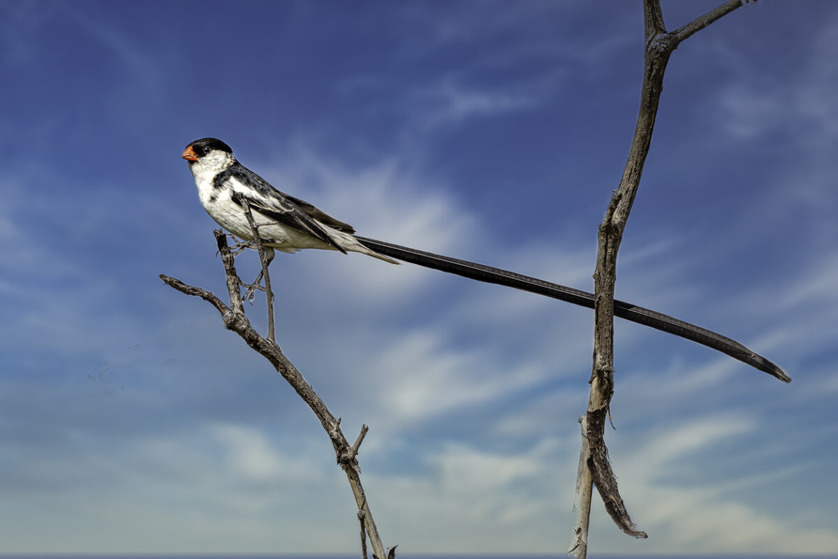 Viuda colicinta, animales con v.