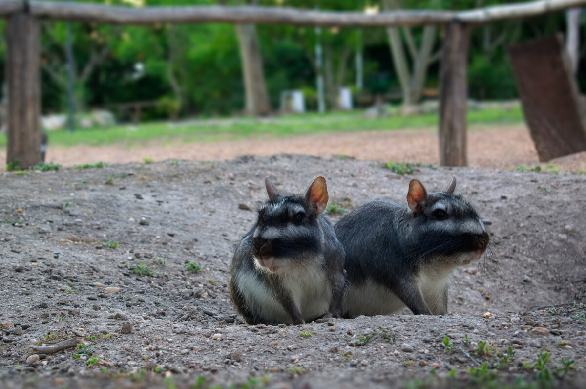 Vizcacha común, animales con v.