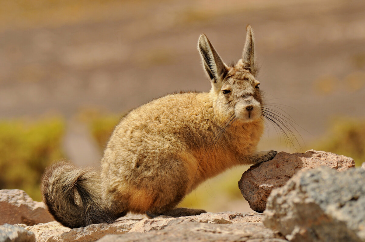 Vizcacha de la sierra.