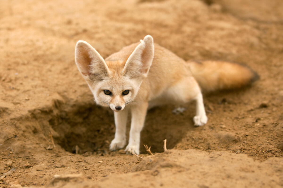 Zorro fenec, animales exóticos.