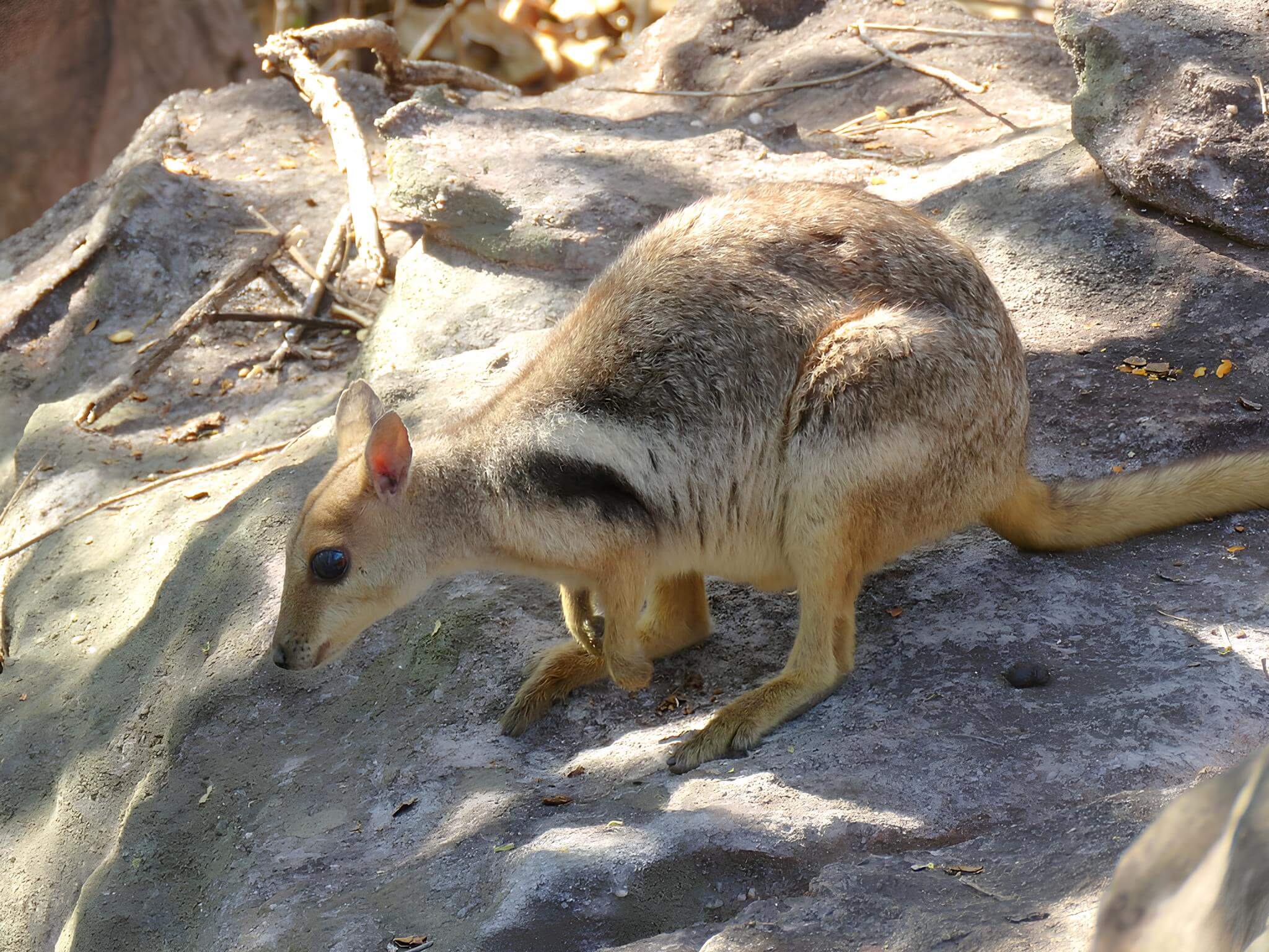 Warru sobre una piedra. Animales con W. 