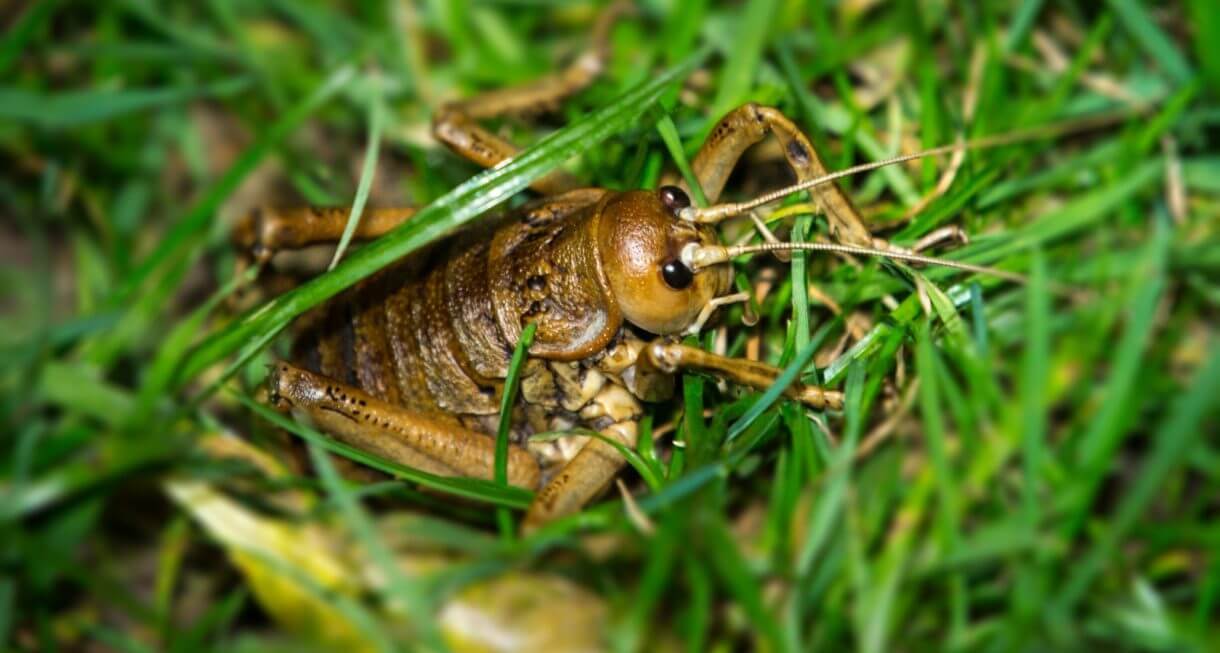 Weta en medio de grama. 