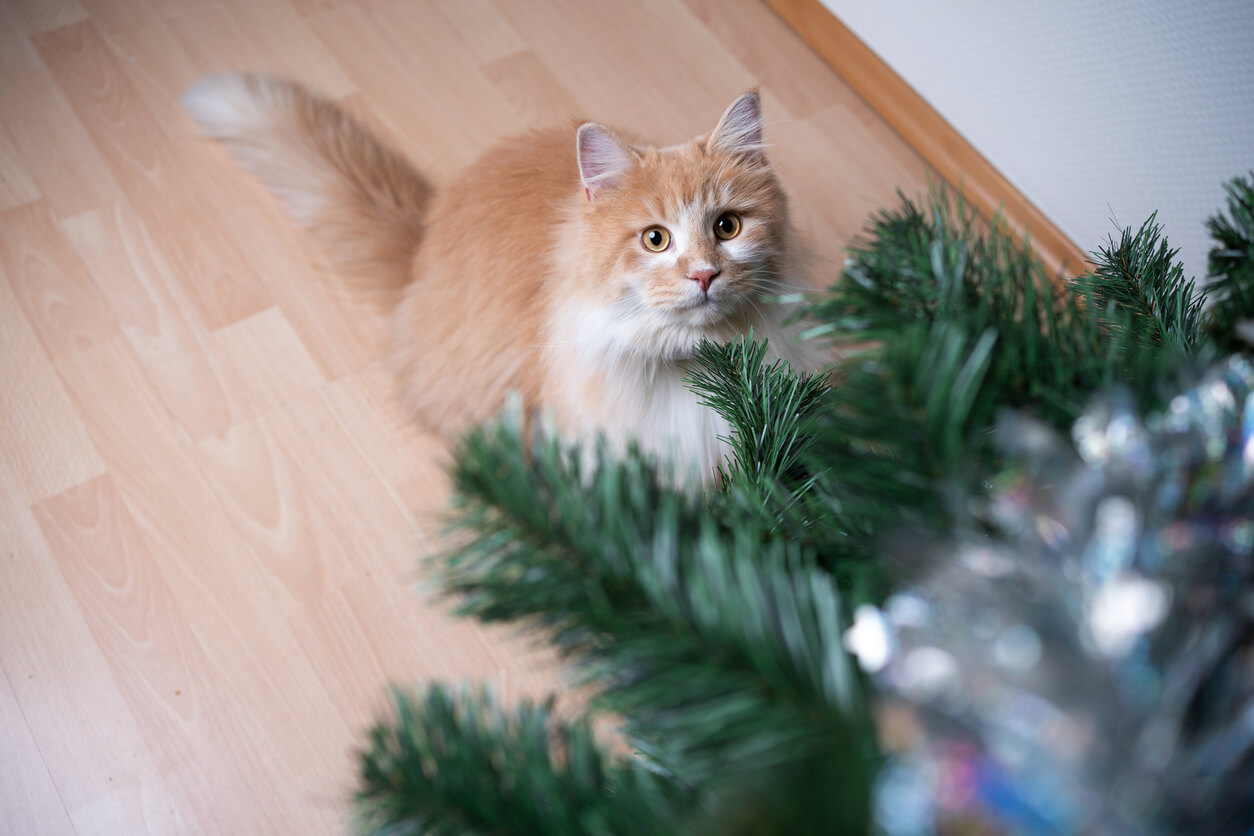 Il gatto guarda le decorazioni in cima all'albero di Natale.