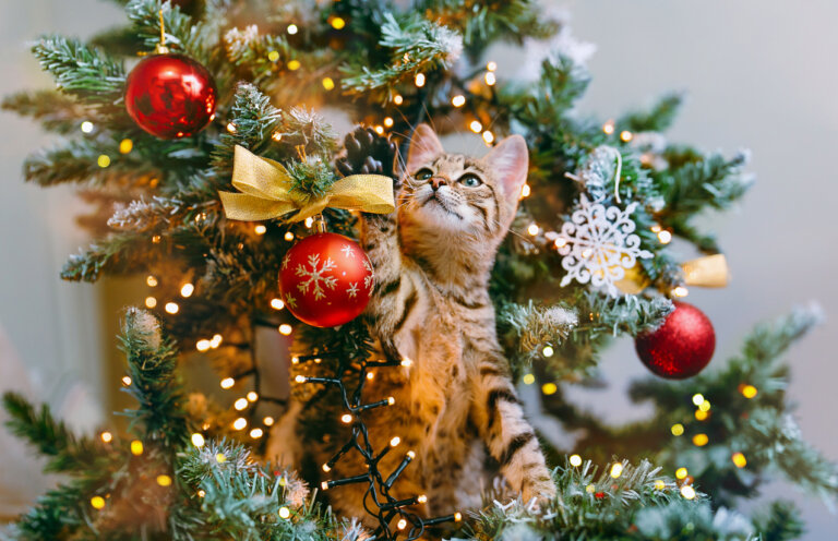 Gatos y árboles de Navidad, 11 estrategias para evitar desastres festivos