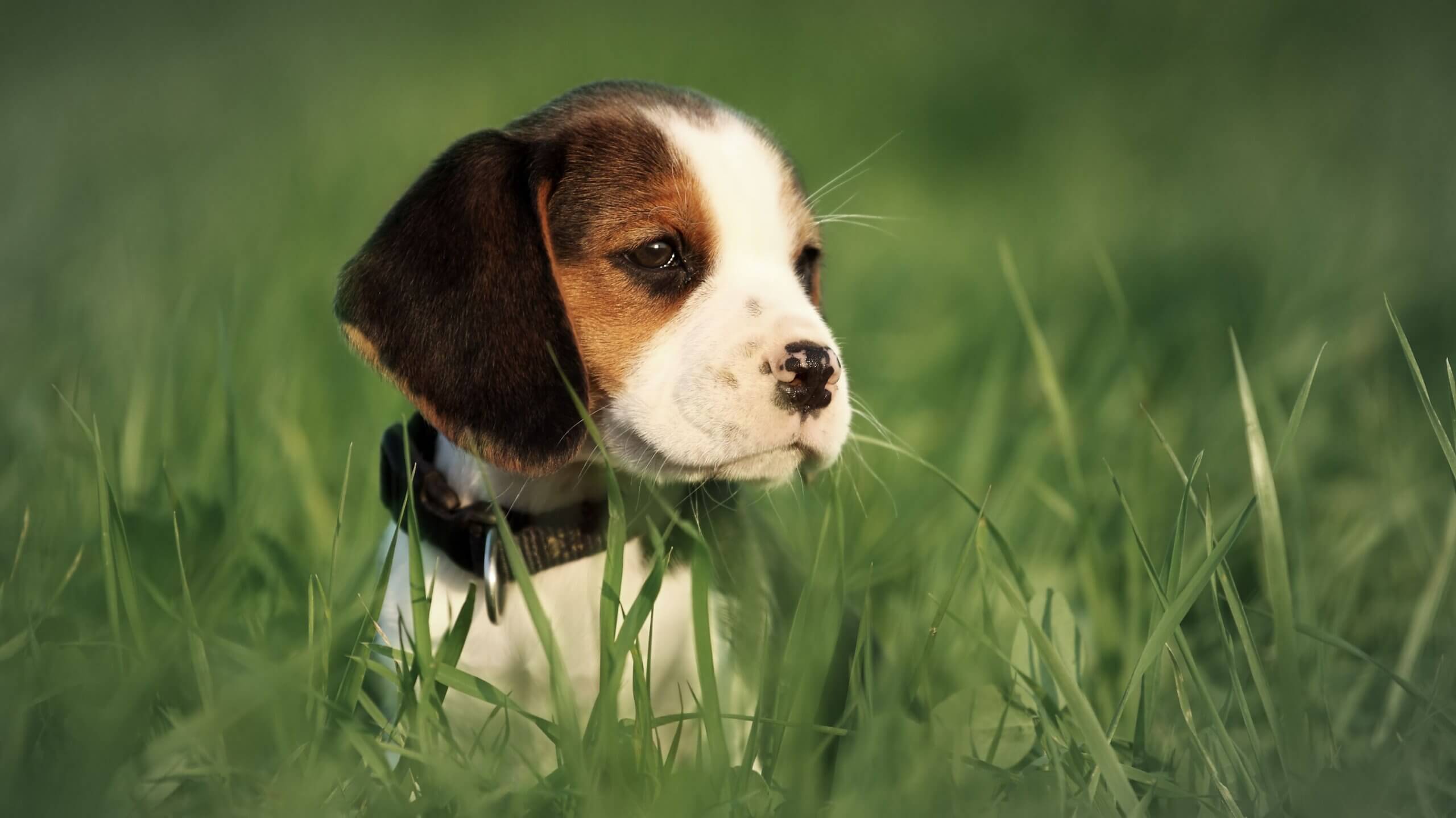 Beagle tacita de té.