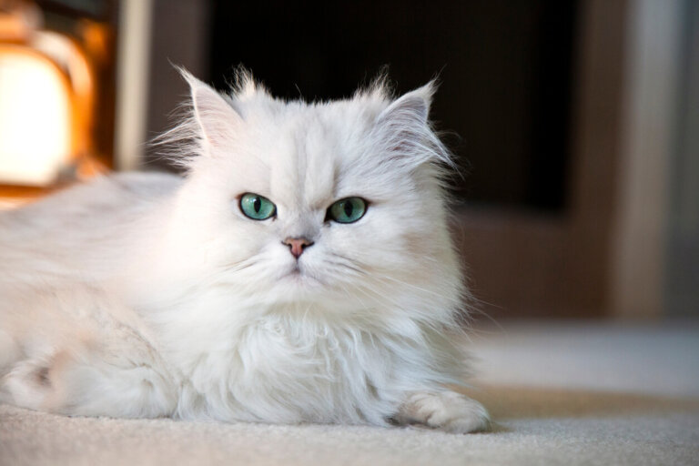Conoce el carácter del gato persa