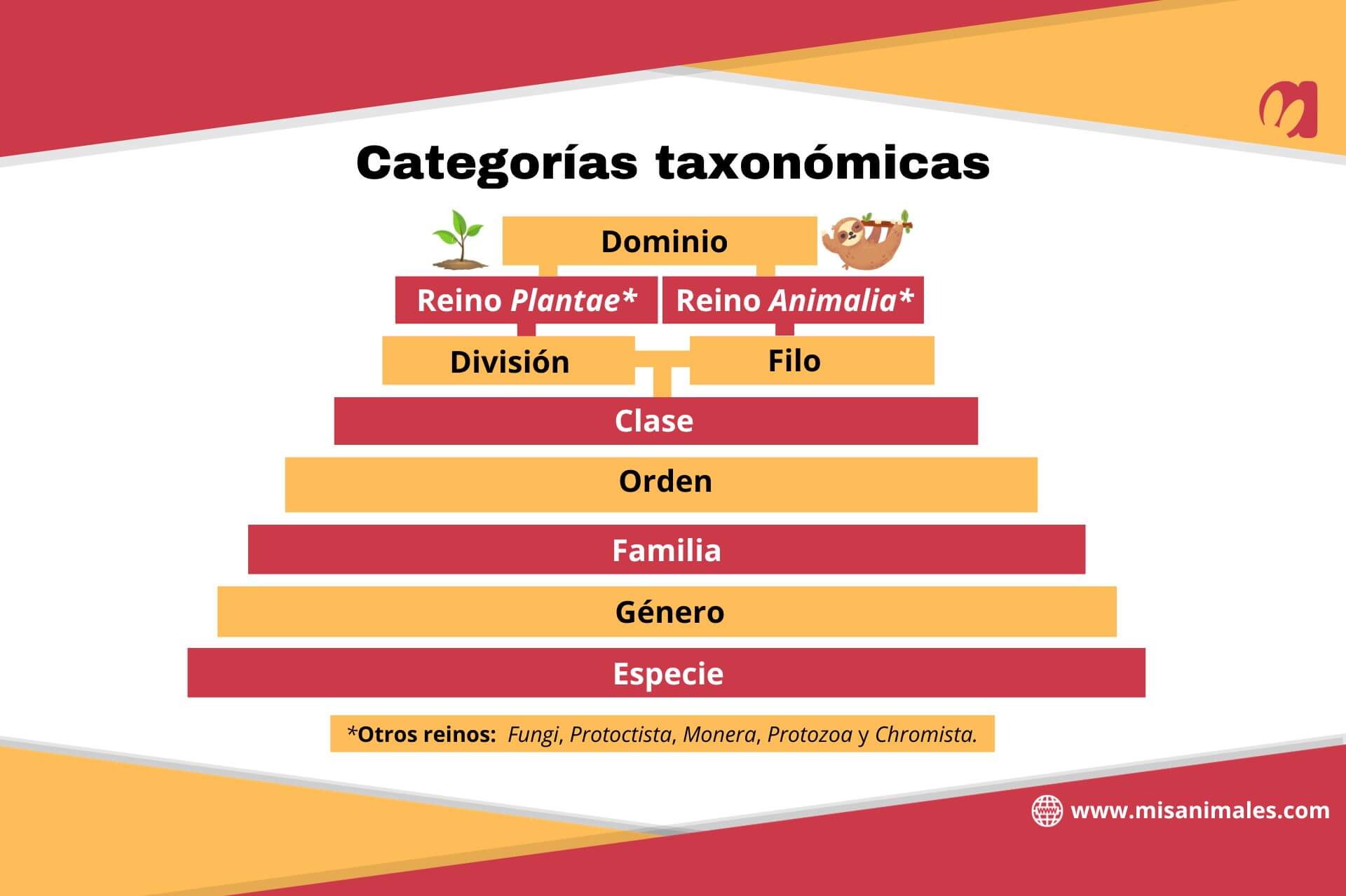 Gráfico sobre categorías taxonómicas. 