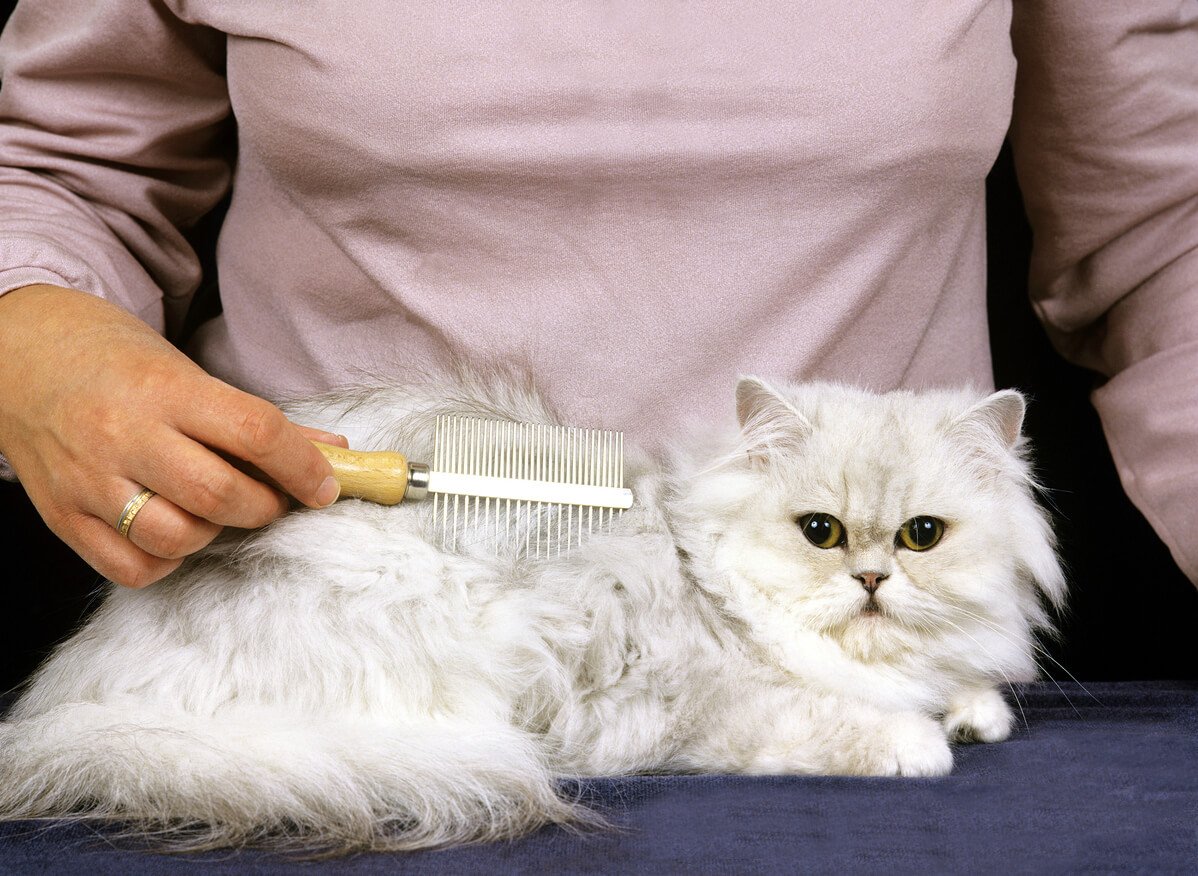 Mujer cepilla a gato persa.