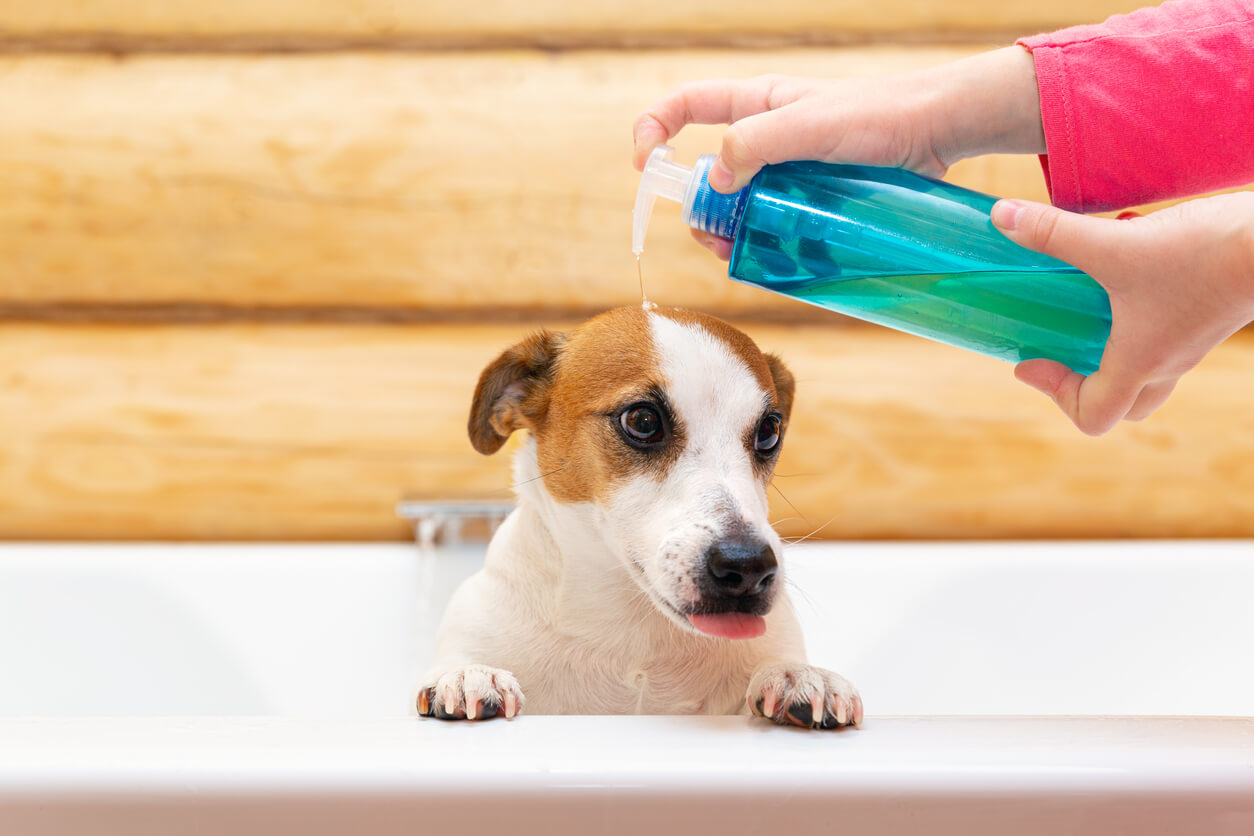 A Jack Russel Terrier peering out of a bathtub while a human puts shampoo on its head.