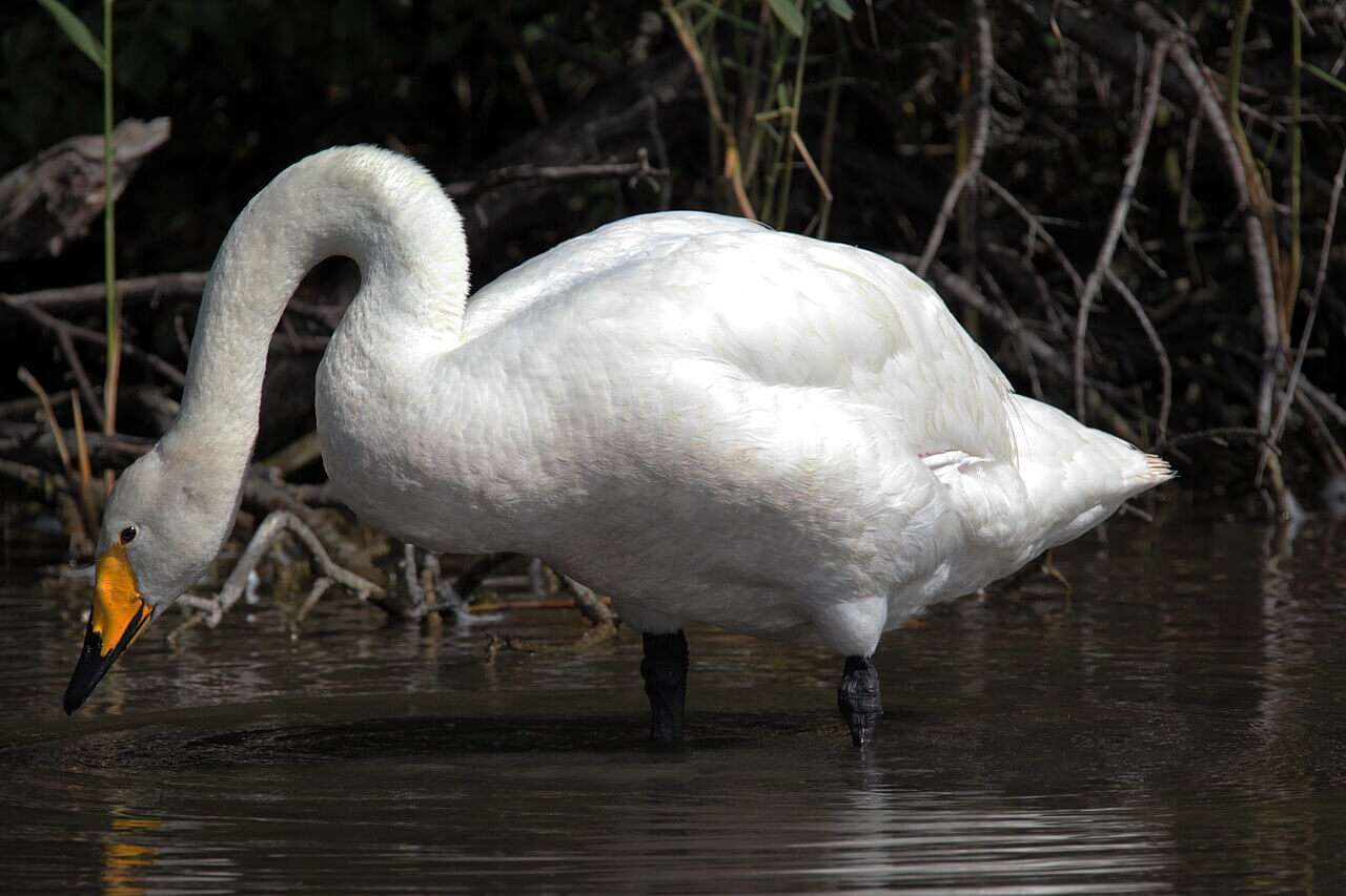 Cisne cantor en el agua. 