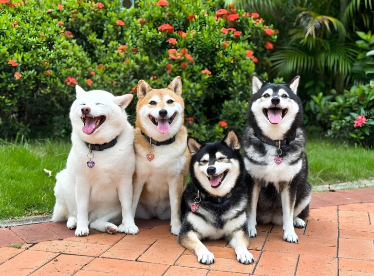 Más allá del rojo: los 5 colores del «shiba inu»