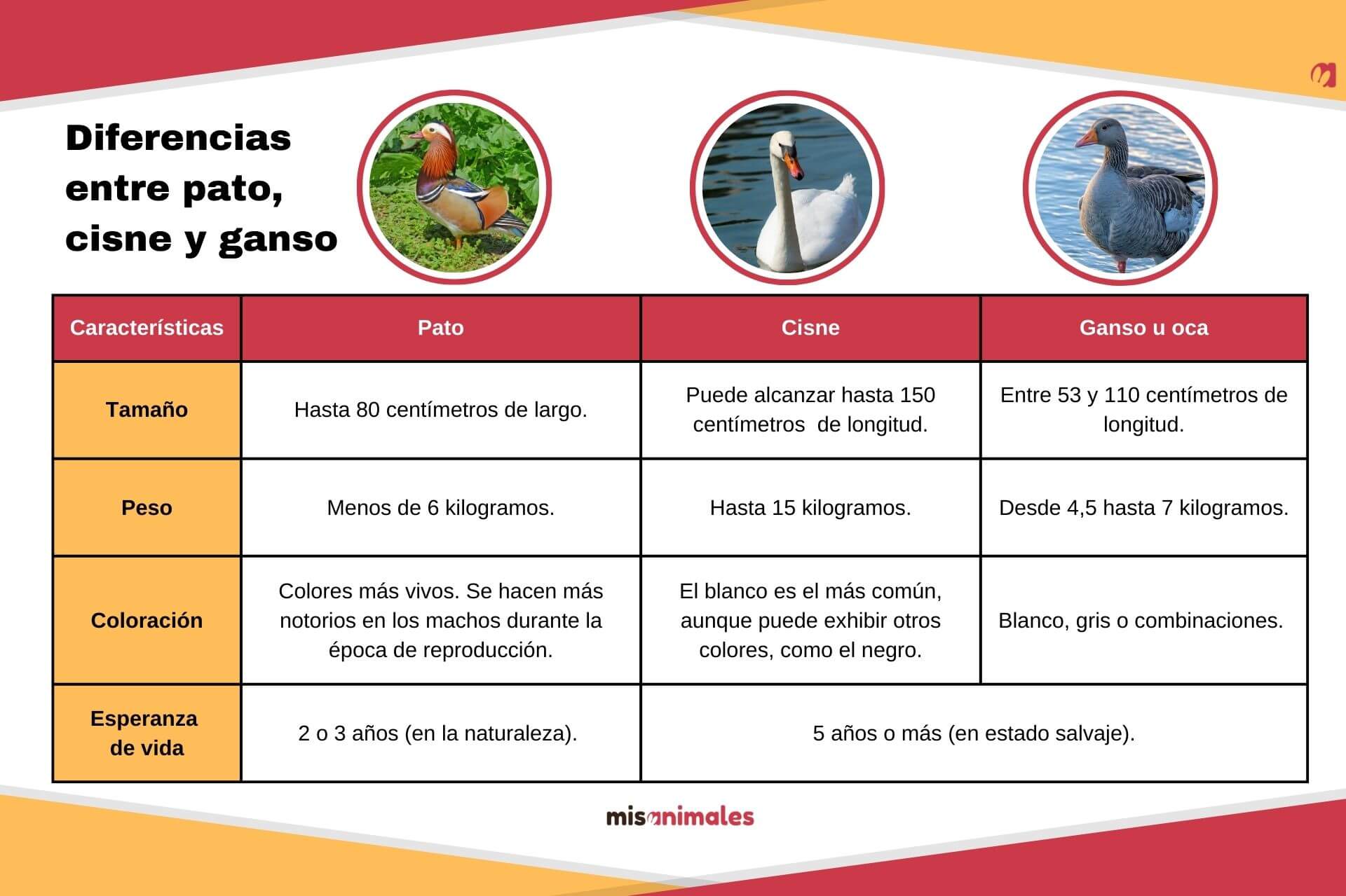 Cuadro sobre las diferencias entre pato, cisne, ganso u oca.