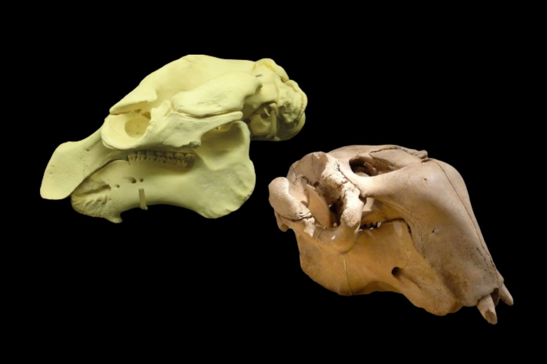 Diferencias entre el dugongo y el manatí respecto a su cráneo. 