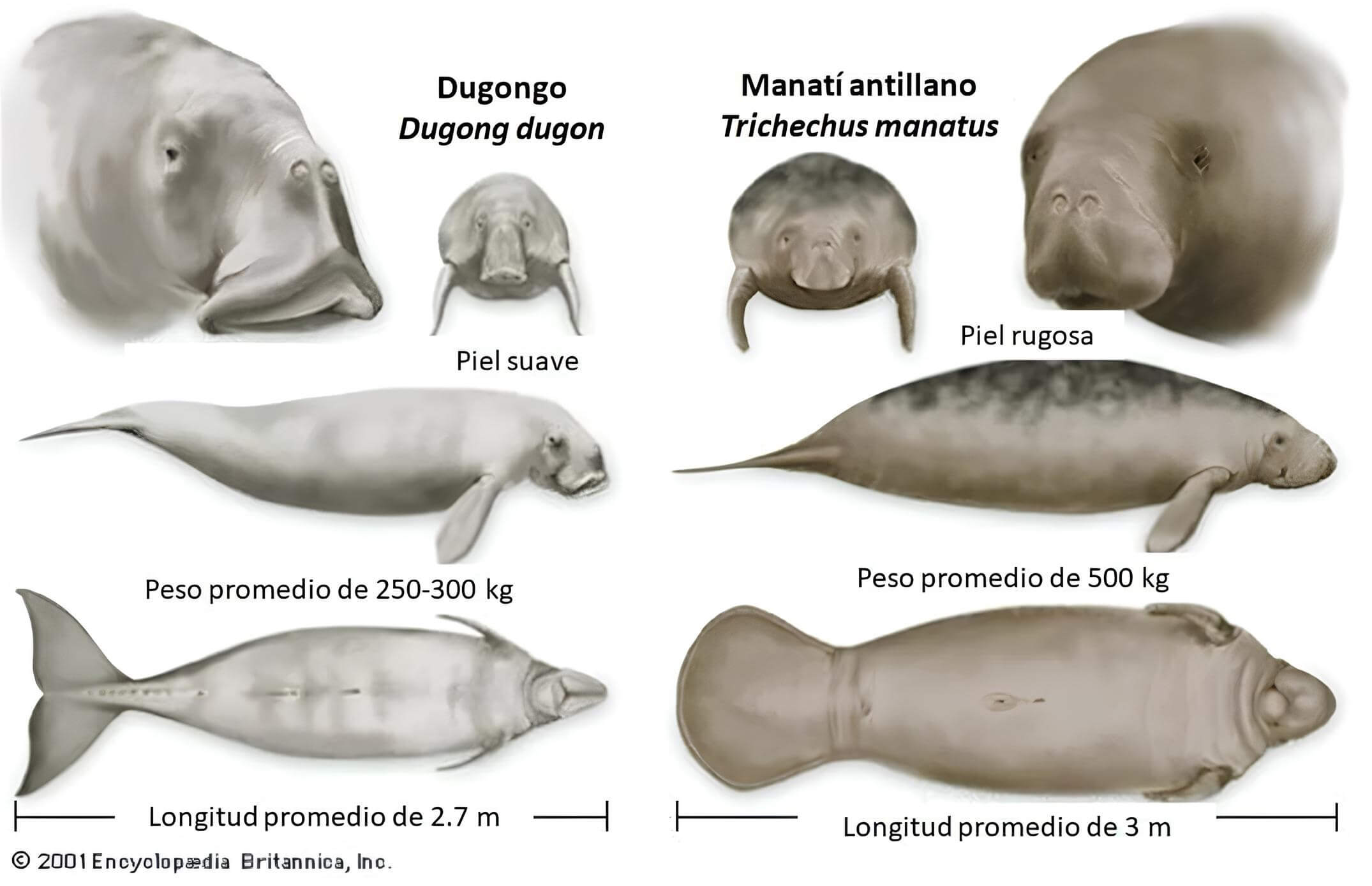 Diferencias de tamaño y peso entre el dugongo y el manatí.