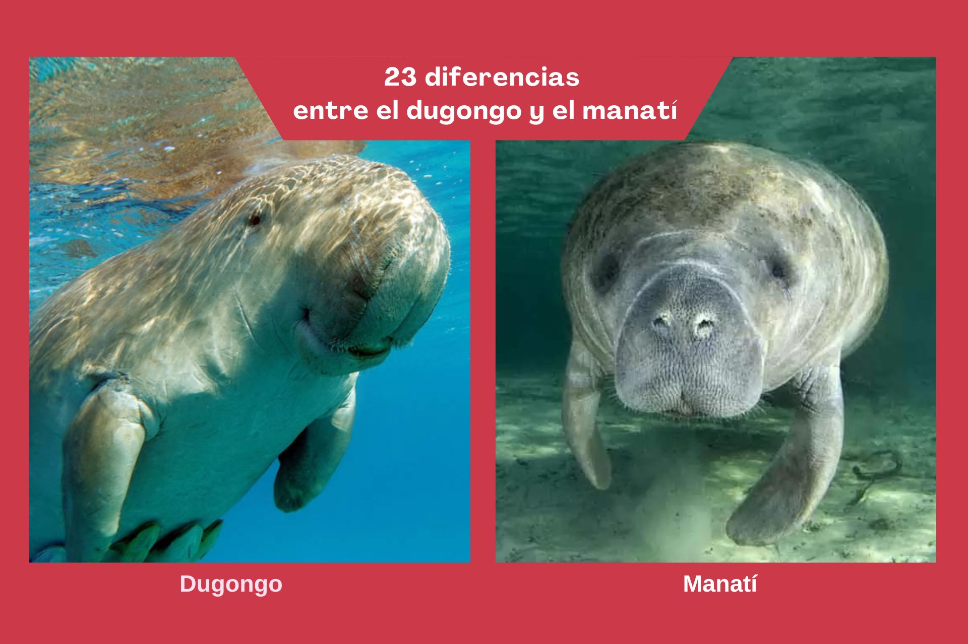 23 diferencias que hay entre el dugongo y el manatí