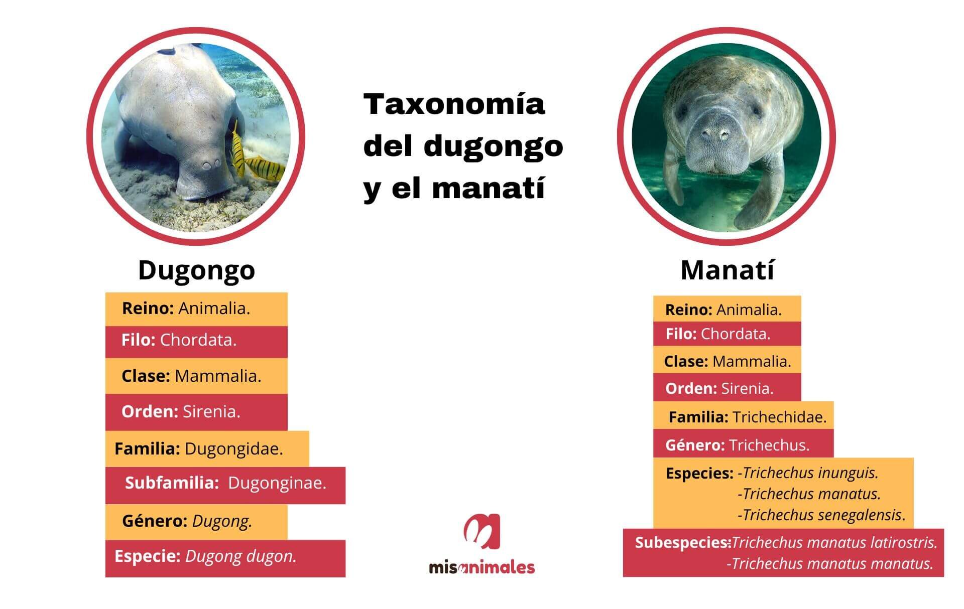 Diferencias taxonómicas entre el dugongo y el manatí.