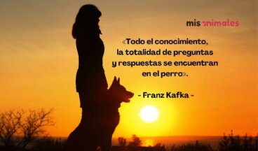 150 frases bonitas de amor entre perros y dueños