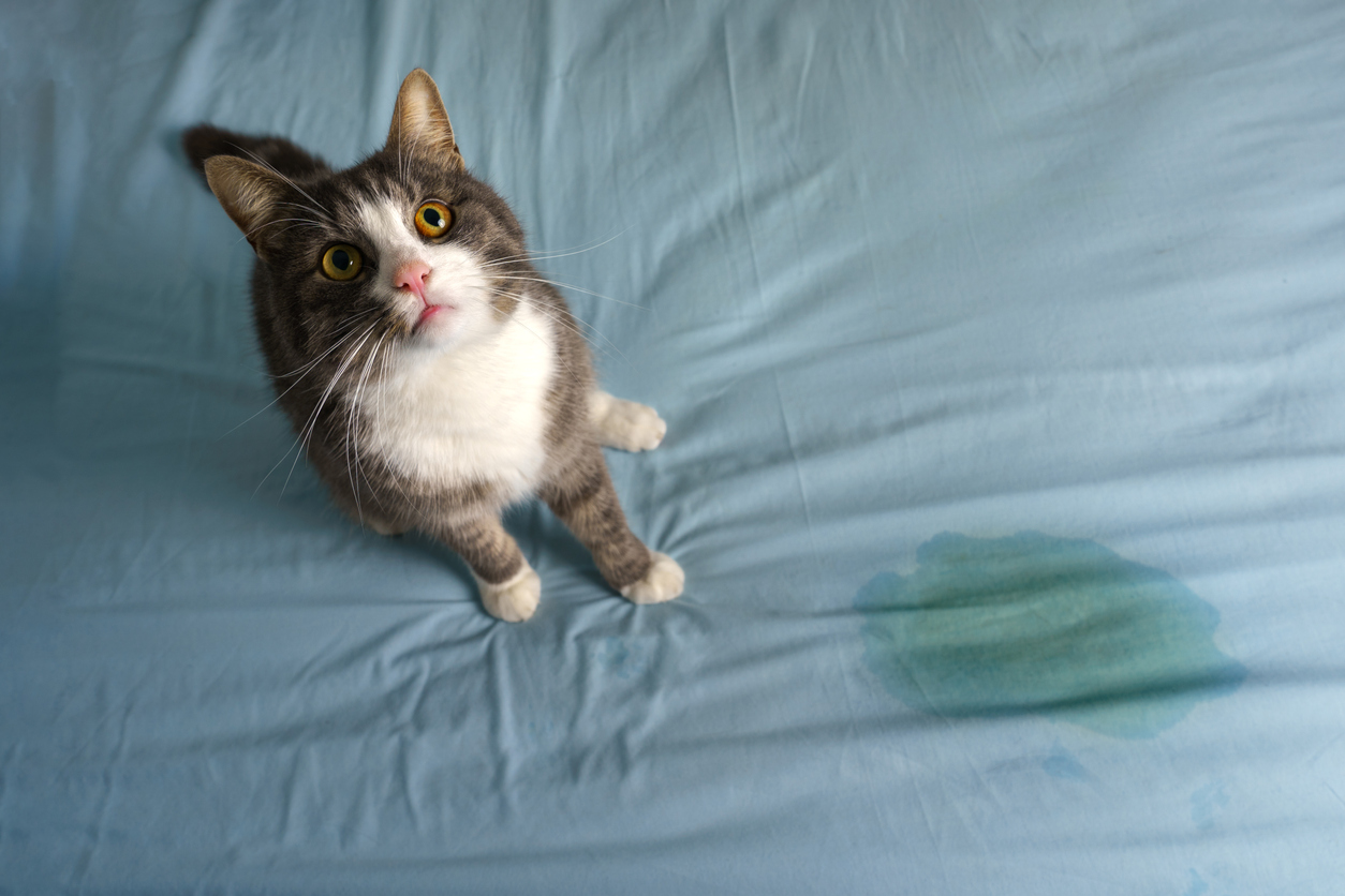 Gato orina en la cama. 