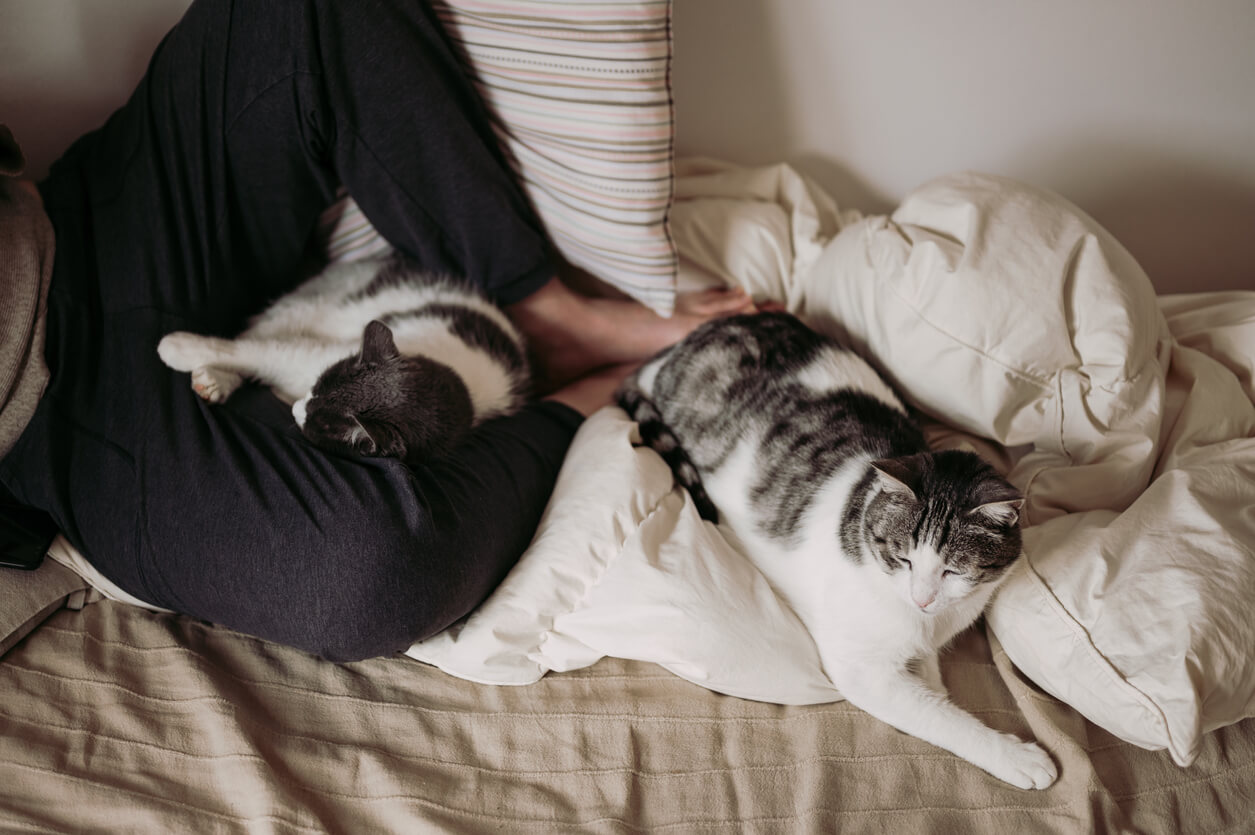 Un minino entre las piernas de un humano y otro a sus pies. ¿Por qué mi gato duerme entre mis piernas?