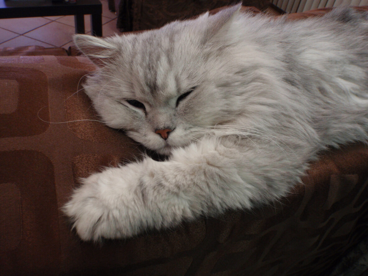 El gato persa somnoliento sobre un sofá. 