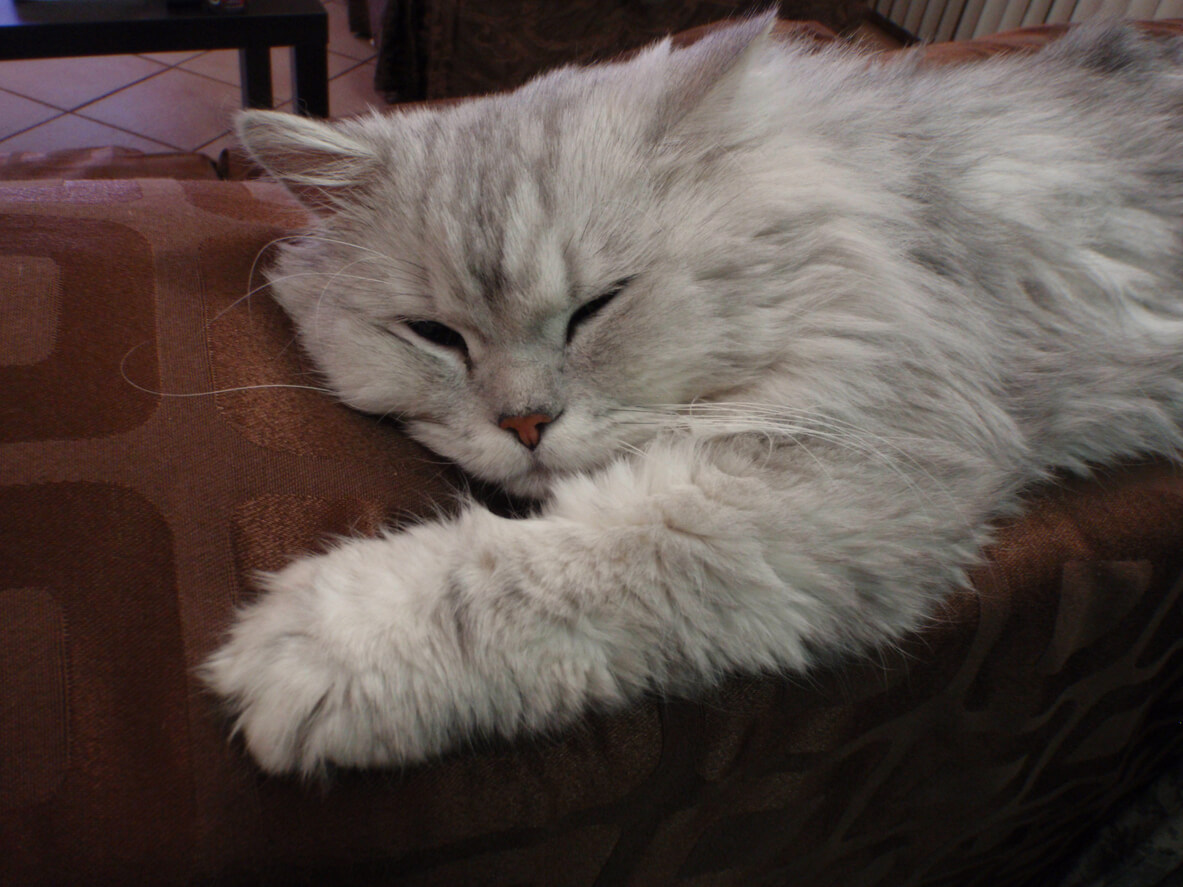 El gato persa somnoliento sobre un sofá.