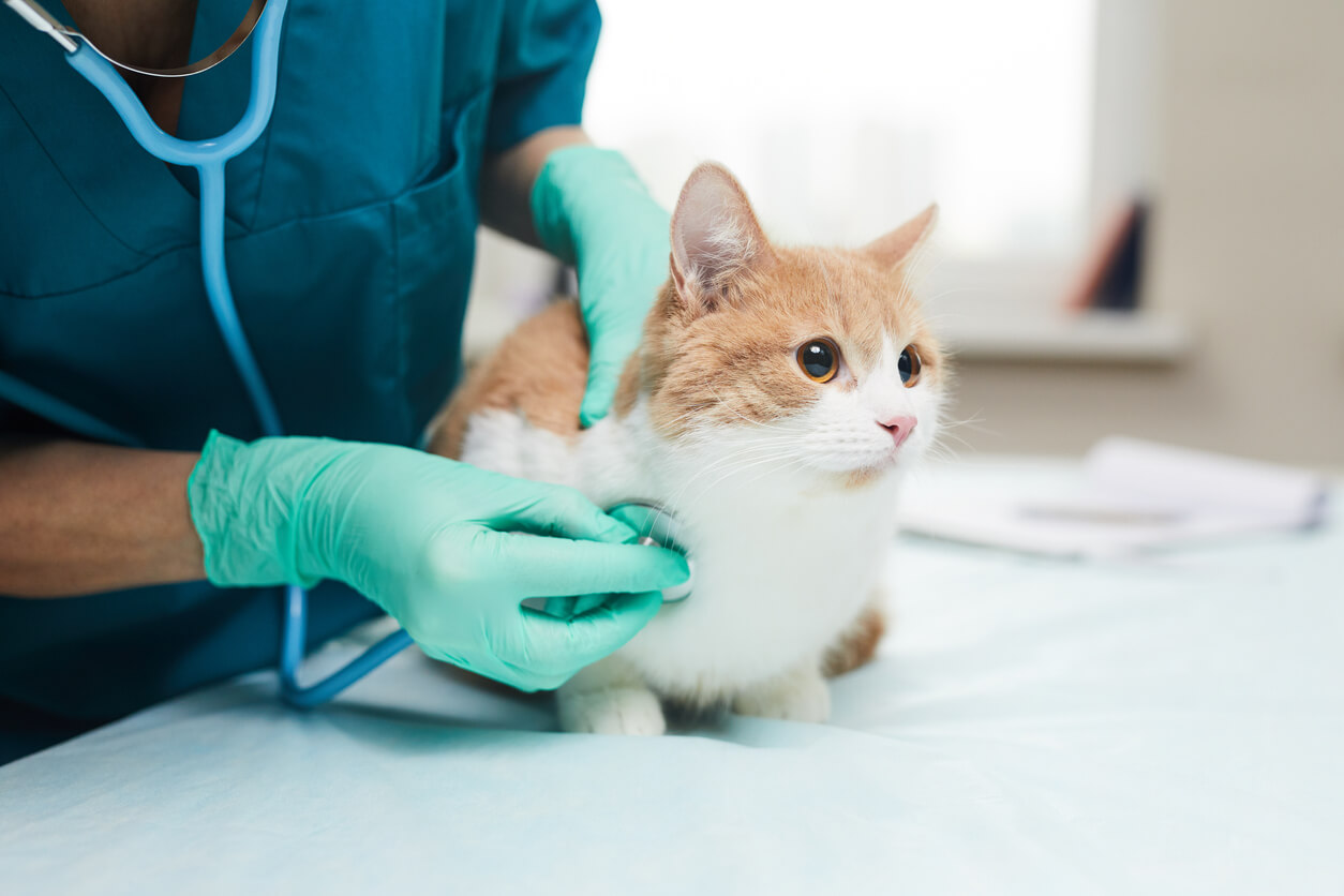 Gato siendo examinado por un veterinario. 