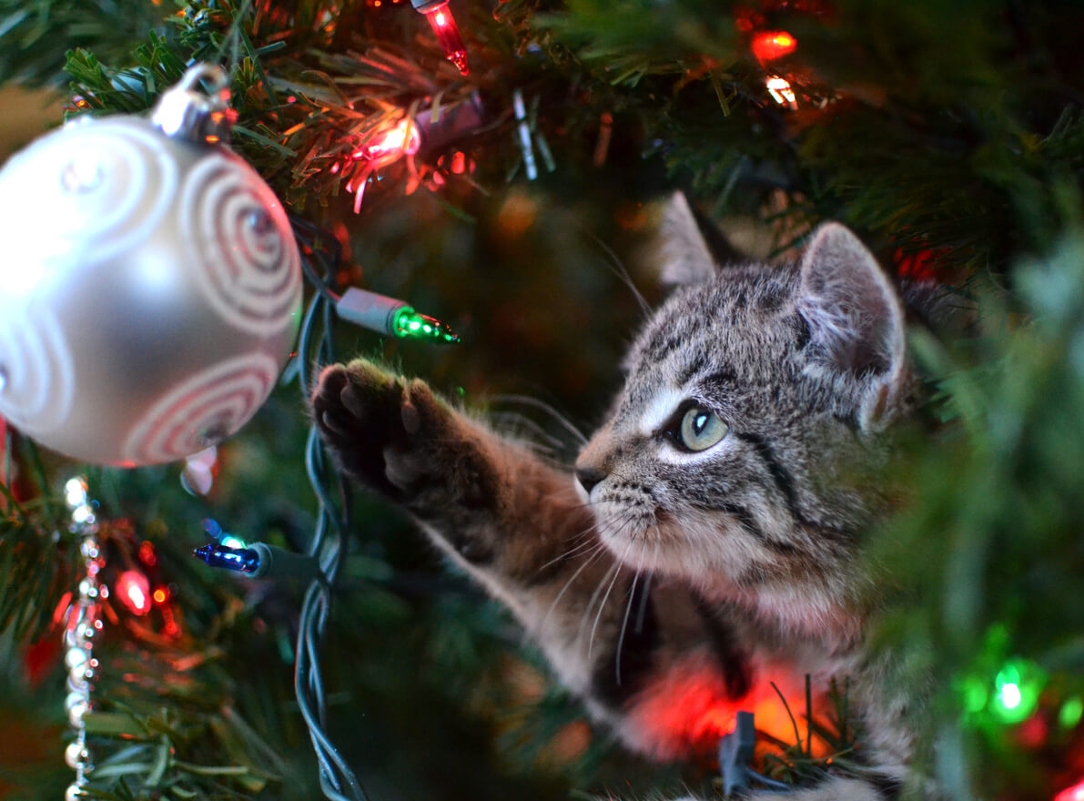 Gatto attratto dall'albero di Natale.