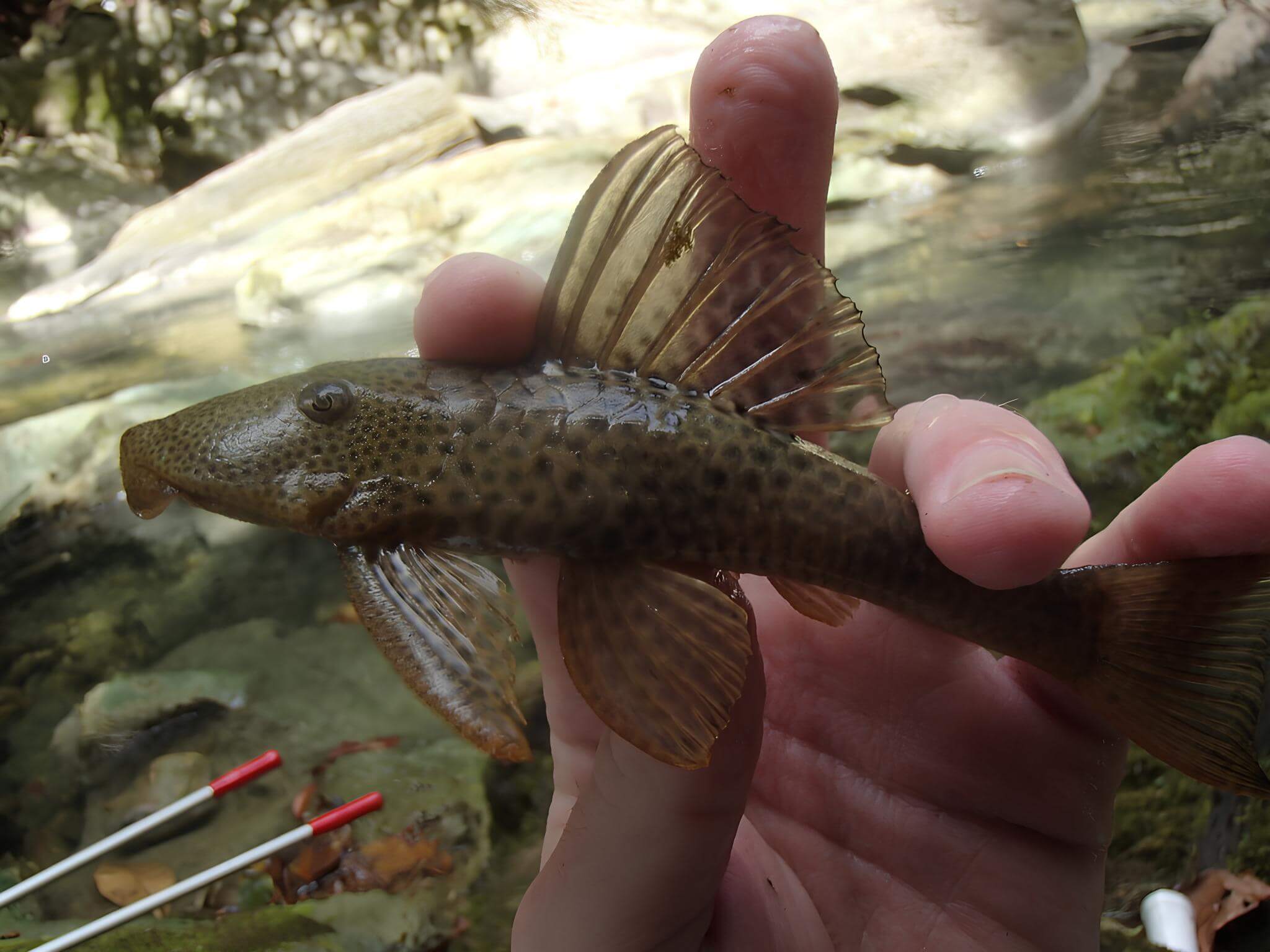 Género Hypostomus ventromaculatus.