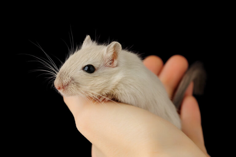 7 curiosidades del jerbo como mascota