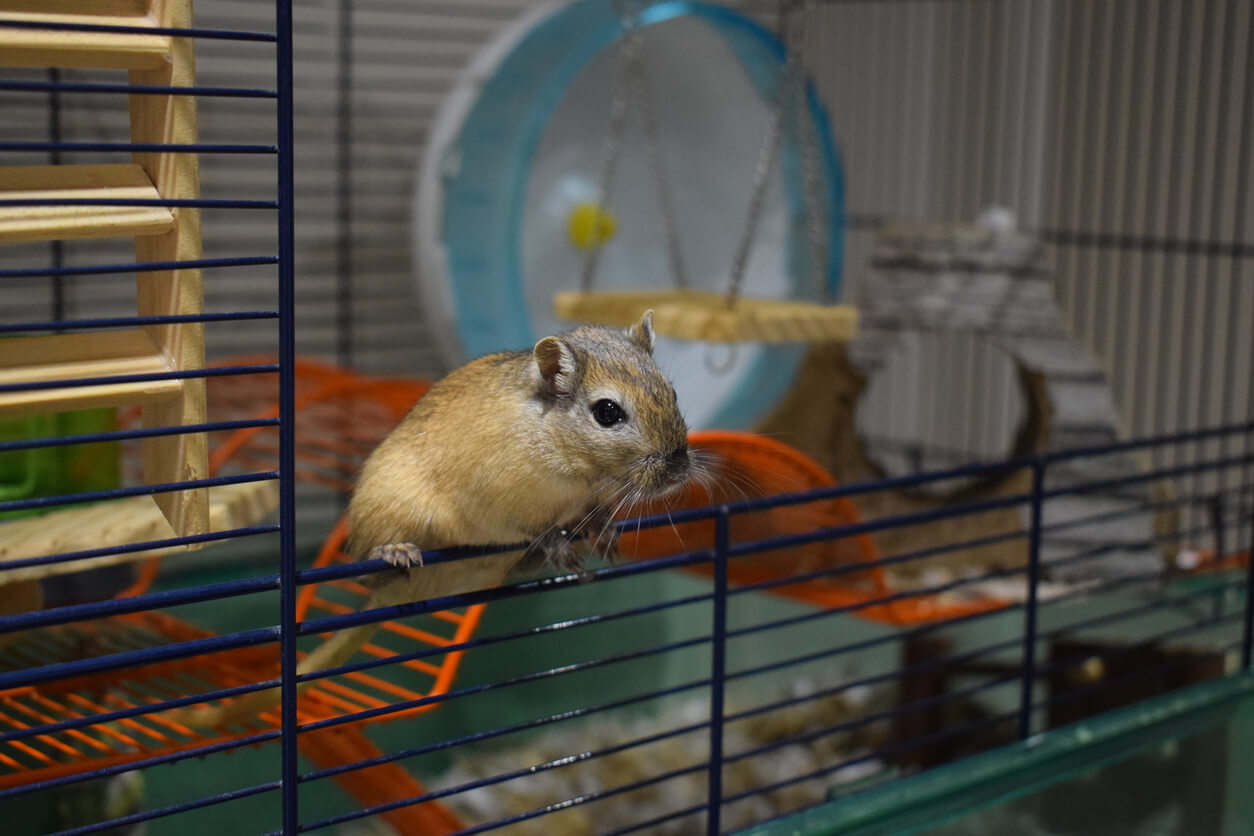 Gerbillo in gabbia.