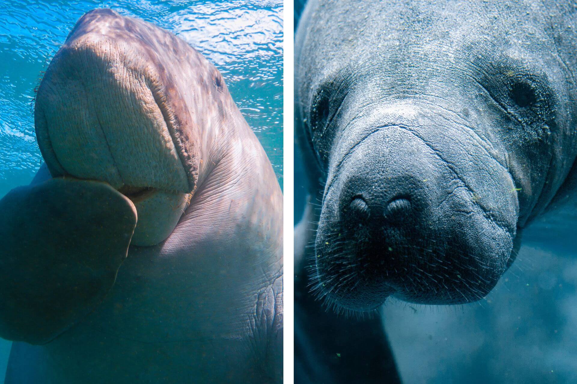 Imagen ilustrativa de las diferencias de los labios del dugongo y el manatí. 