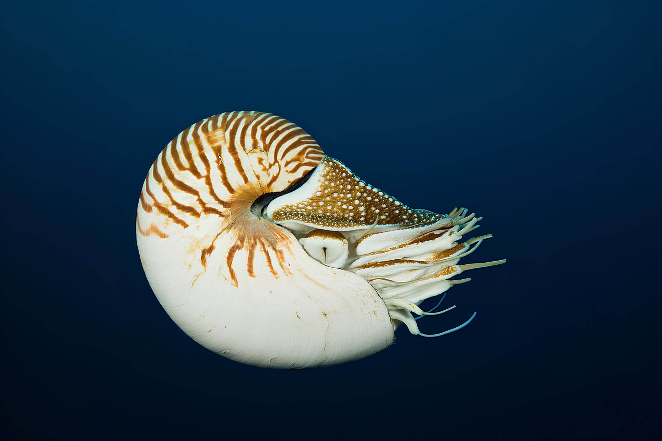 Nautilus pompilius es el nautilio de mayor tamaño.