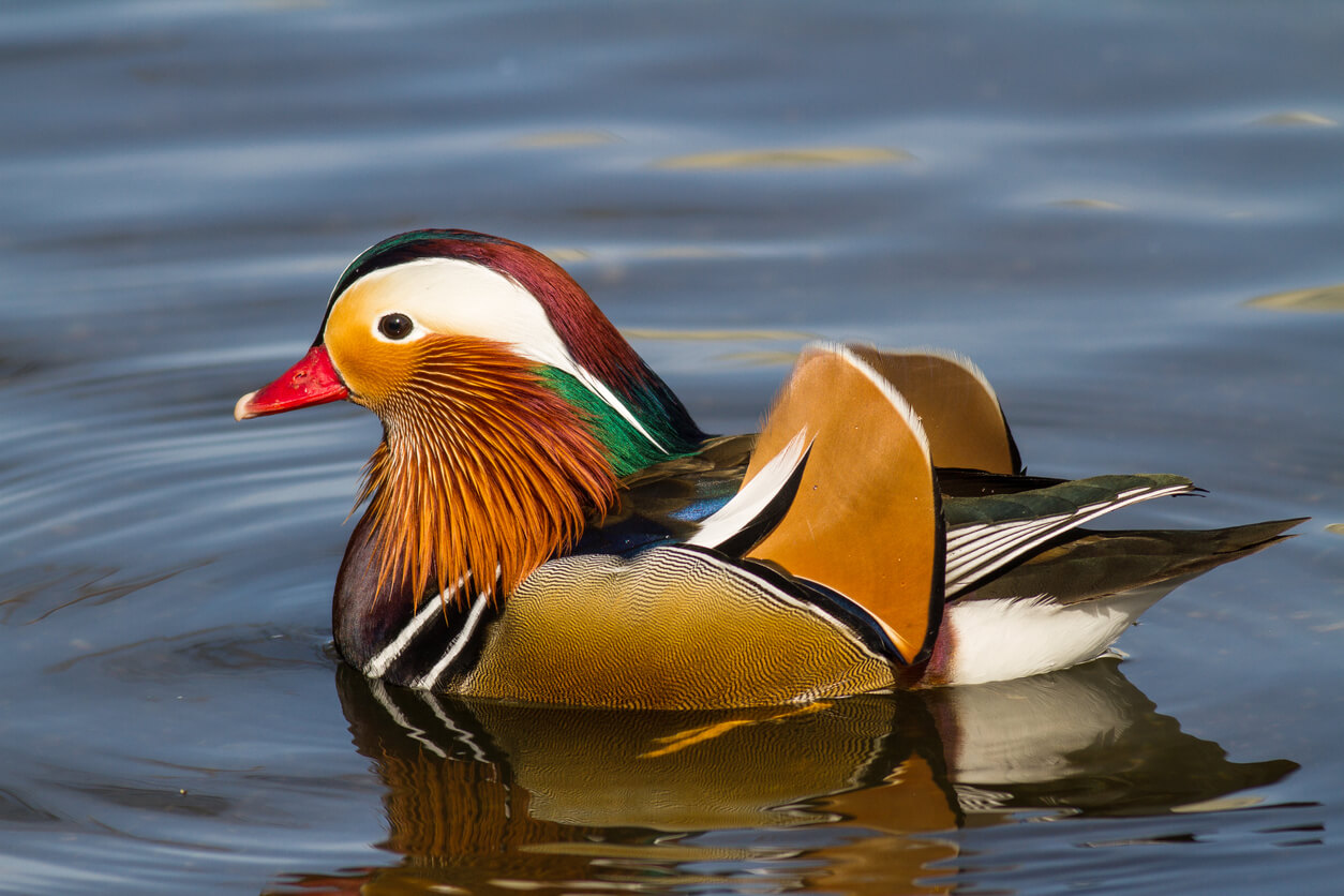 Pato mandarín en el agua.