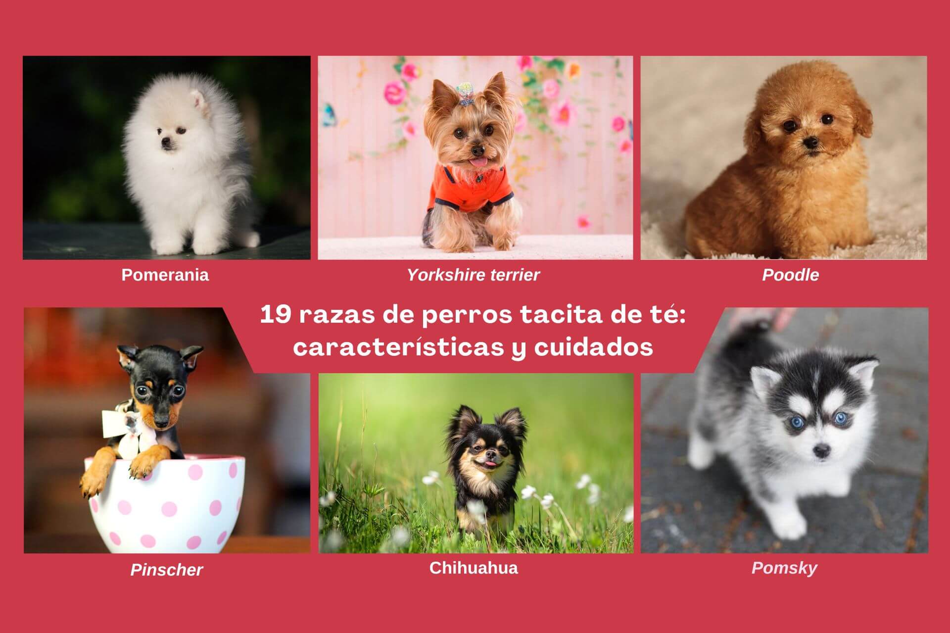 Perros tacita de té.