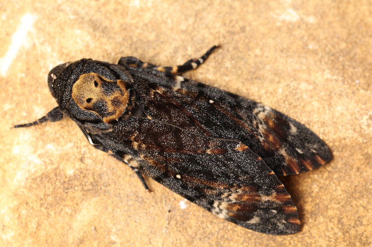 A brown and black death's-head hawk moth.