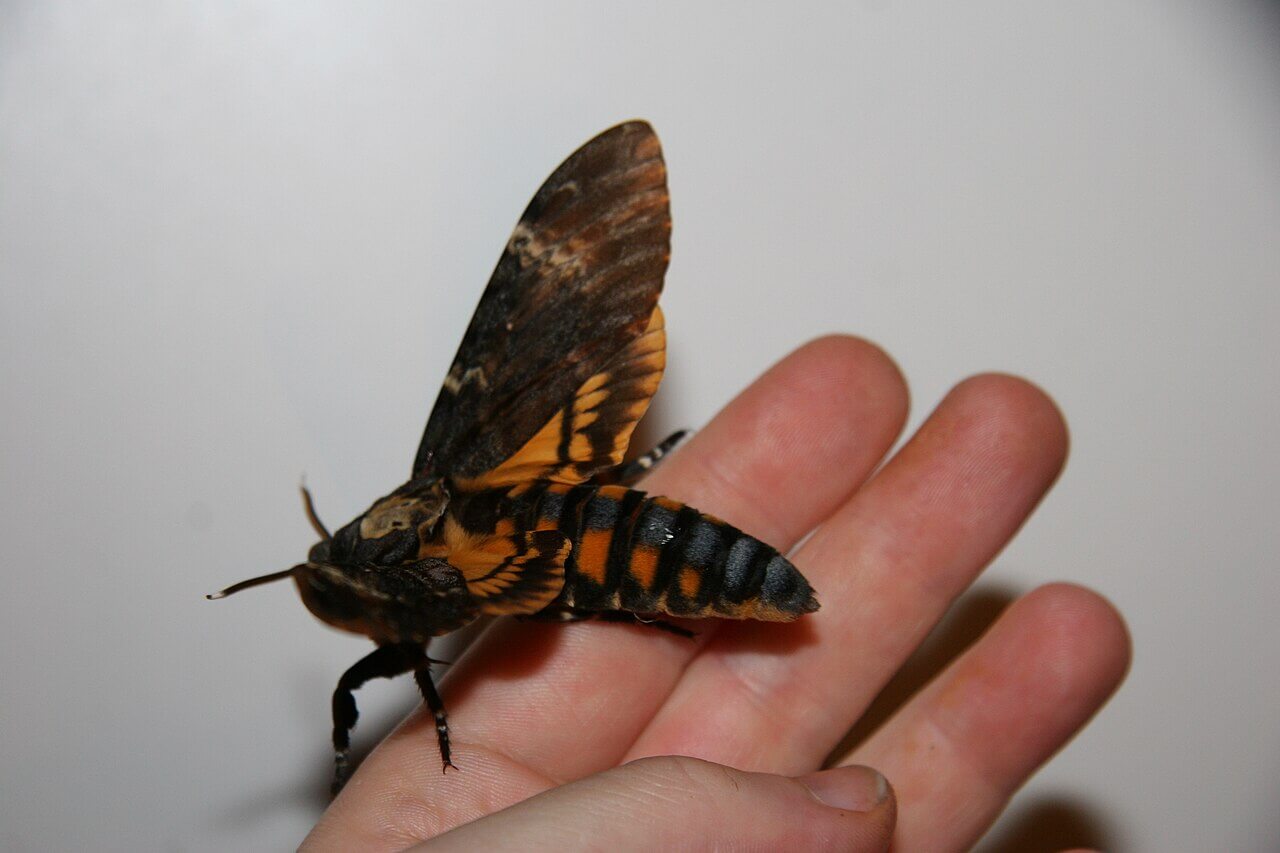 A Death's-head hawk moth perched on a person's hand.