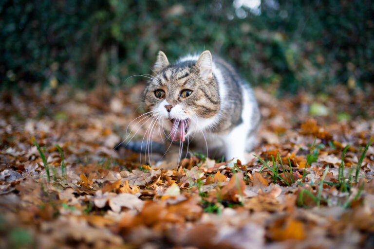 Gato vomita en un jardín. ¿Por qué vomitan los gatos?