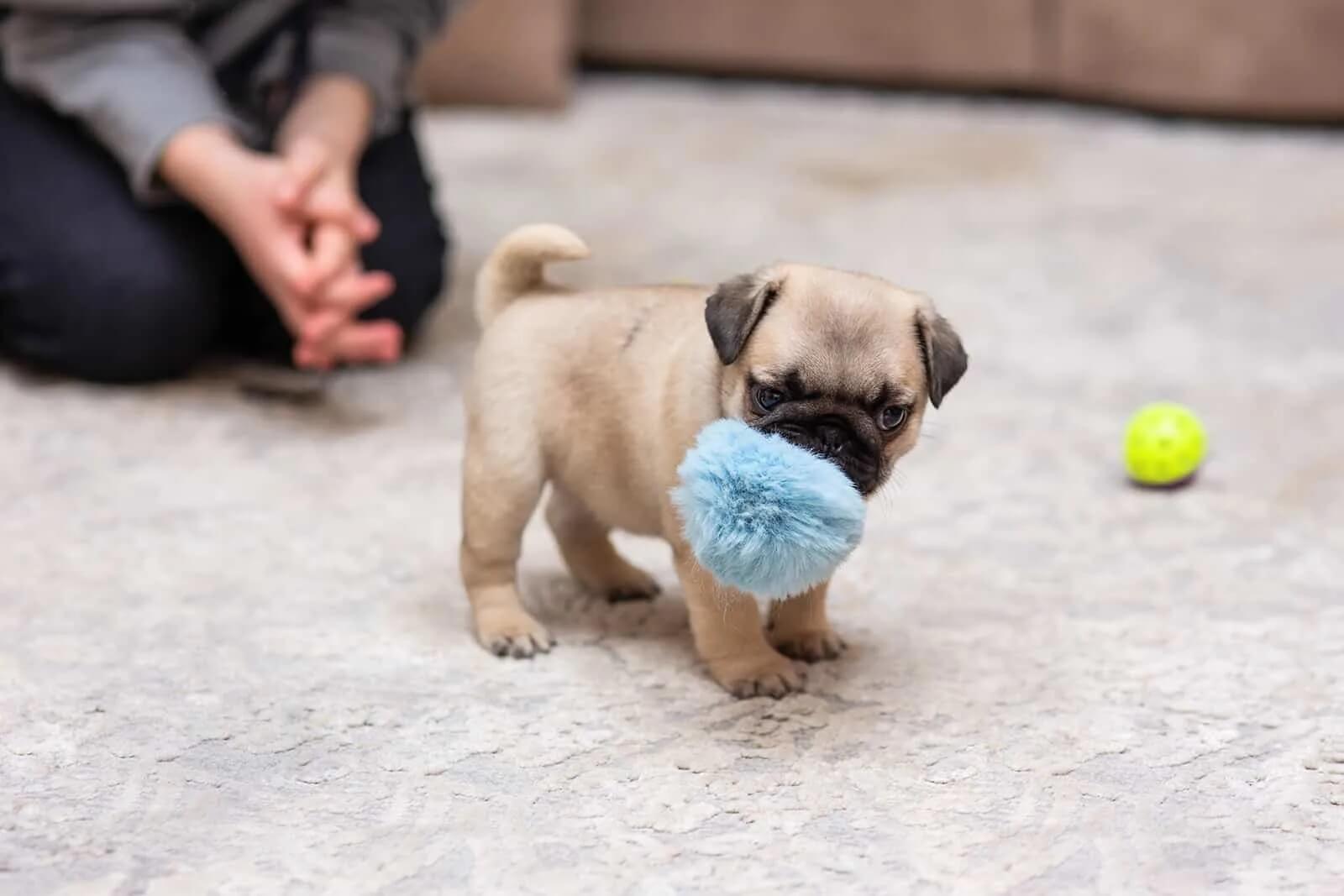 Pug tacita de té.