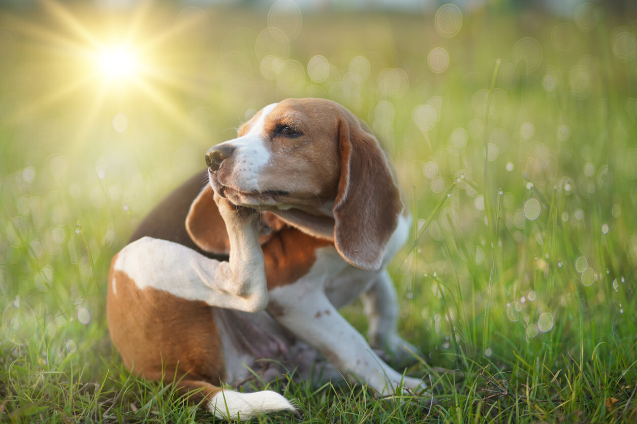 5 remedios caseros que pueden ayudar si tu perro se rasca mucho