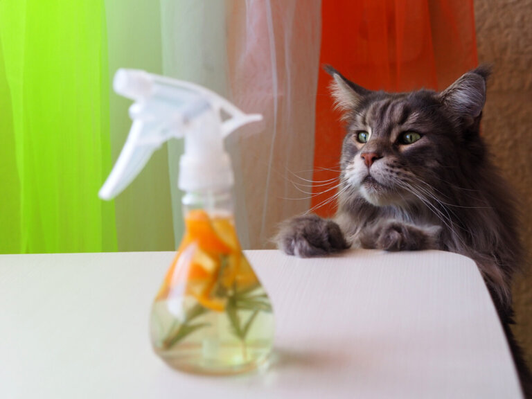Cómo hacer repelentes caseros para evitar que los gatos orinen en casa