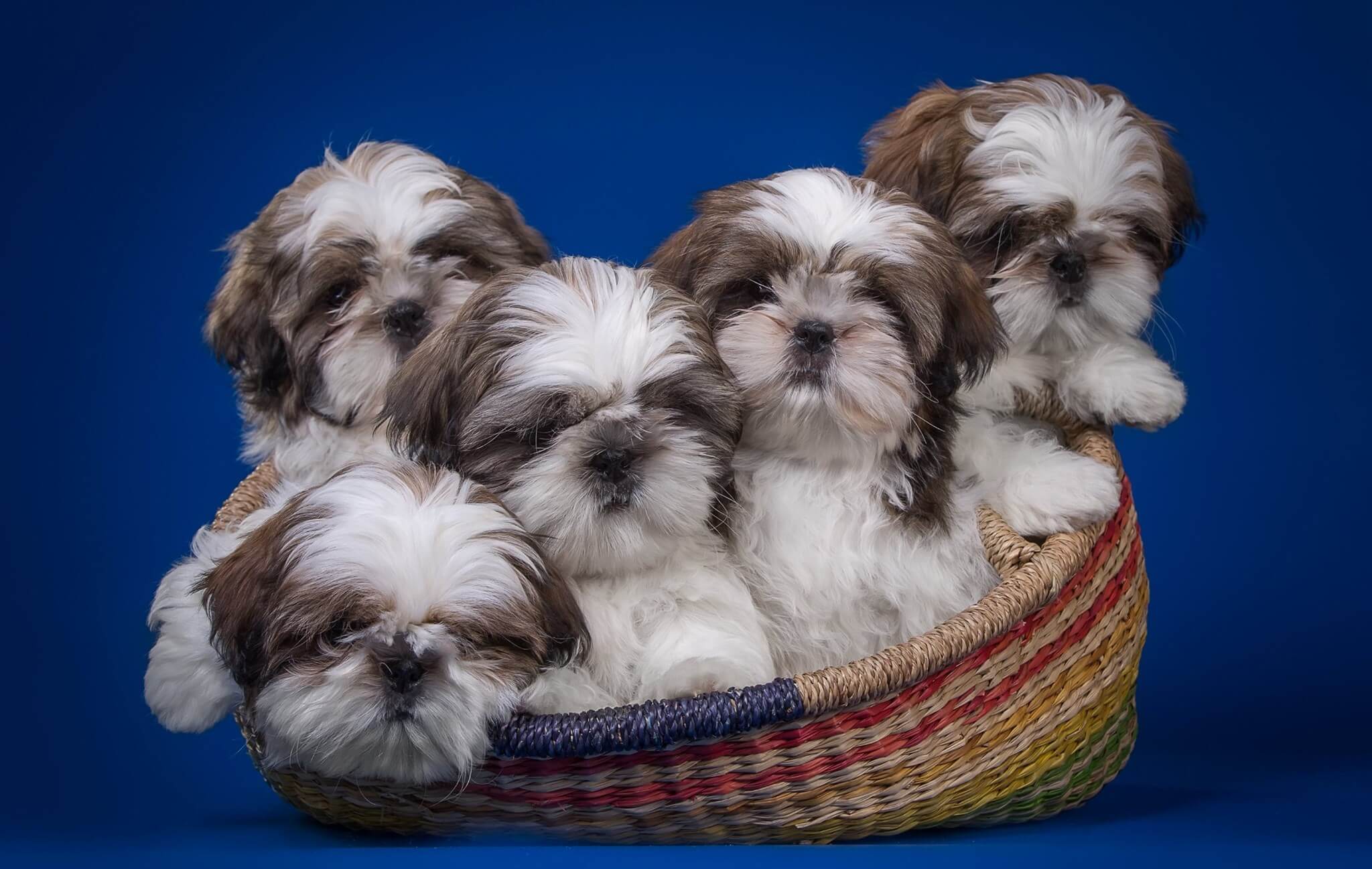 Shih Tzu tacitá de té.