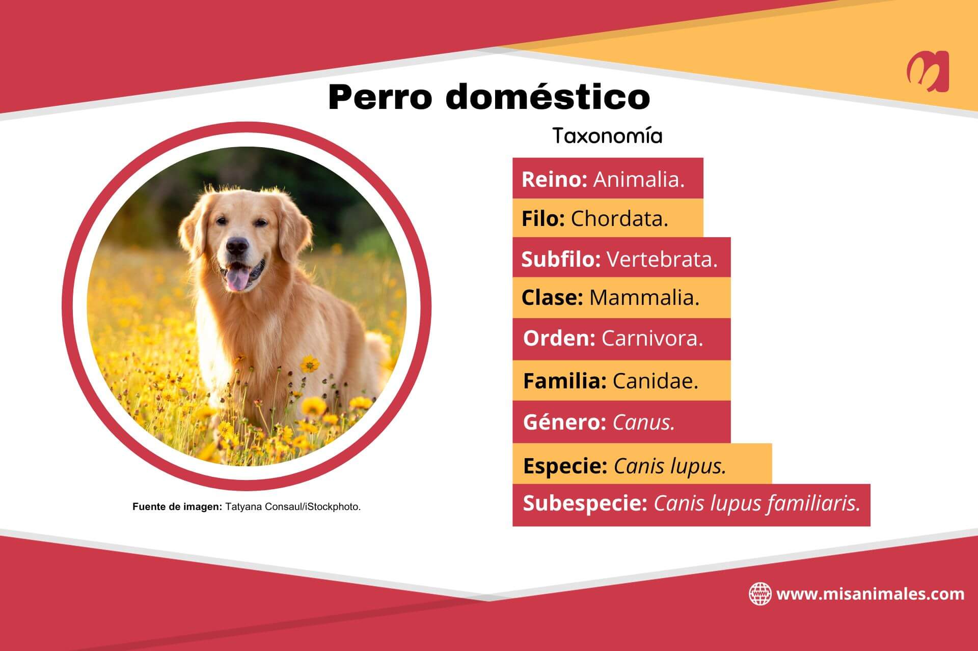 Ficha taxonómica del perro doméstico. ¿Qué es la taxonomía?