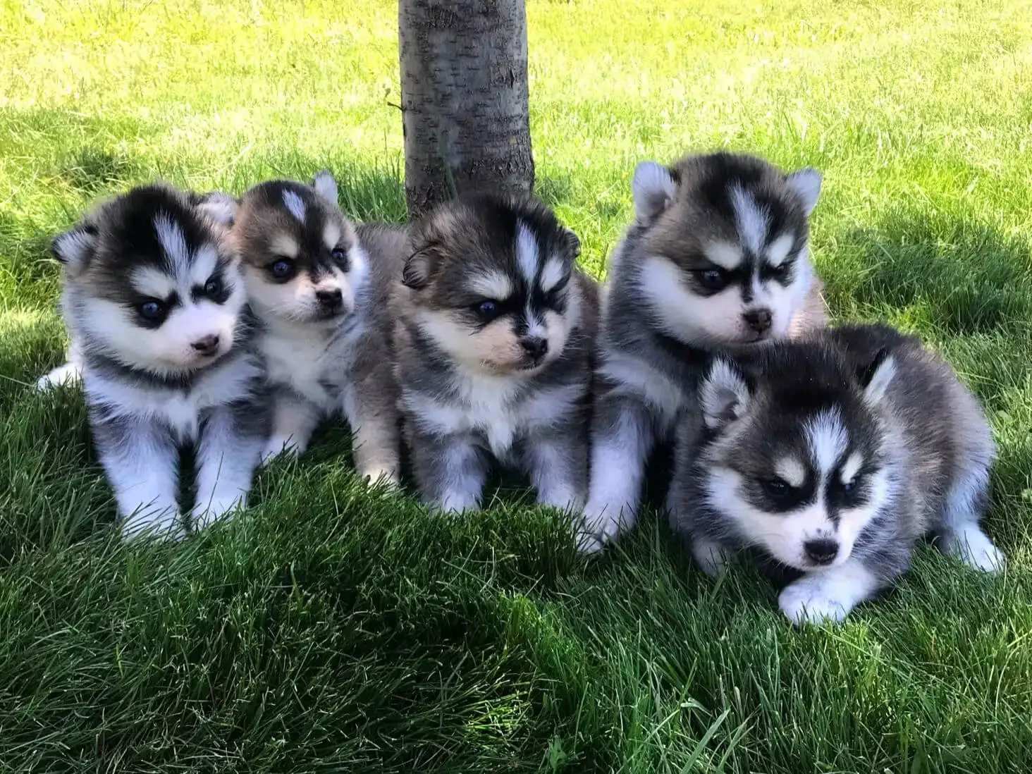 Pomsky tacita de té.