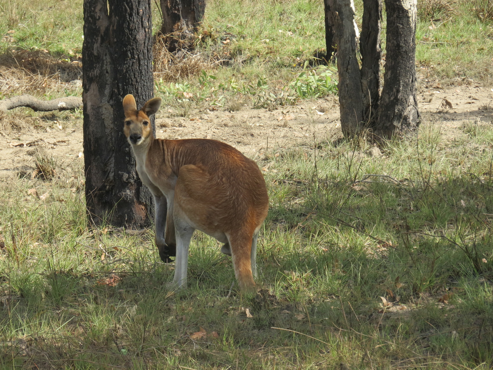 Walaró antílope. Animales con W.