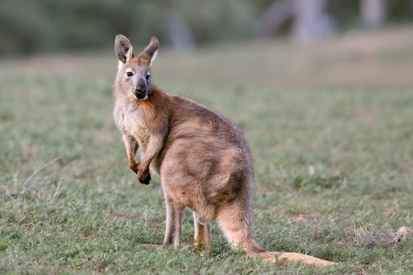 A wallaroo in the grass.