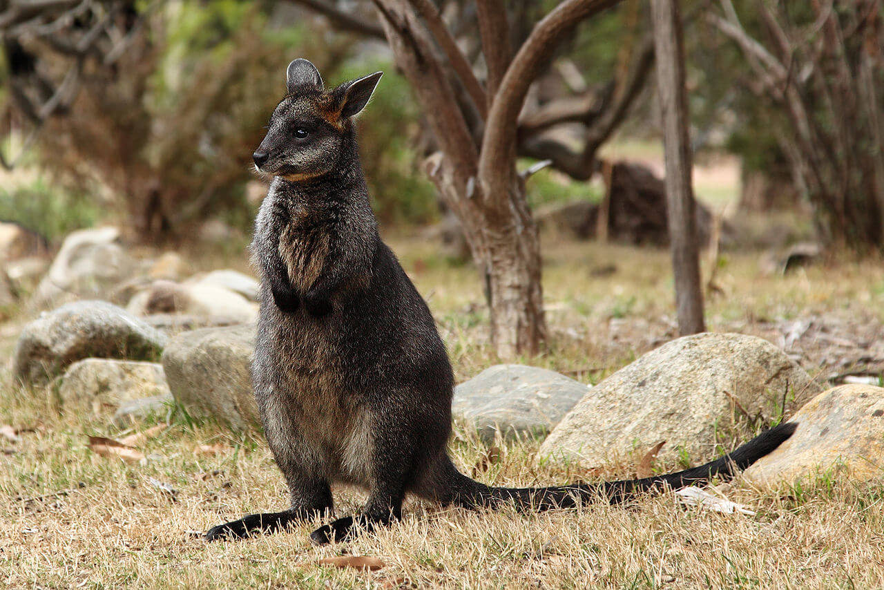 A black wallaby.