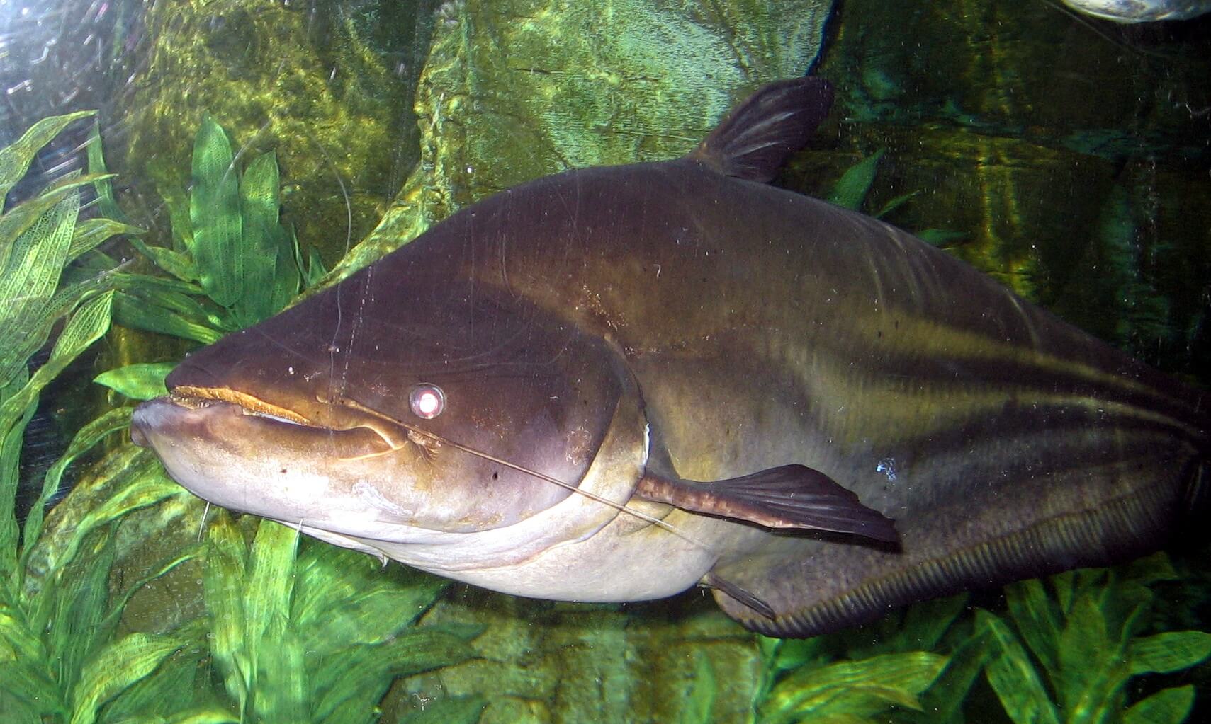 Wallago en el mar. 