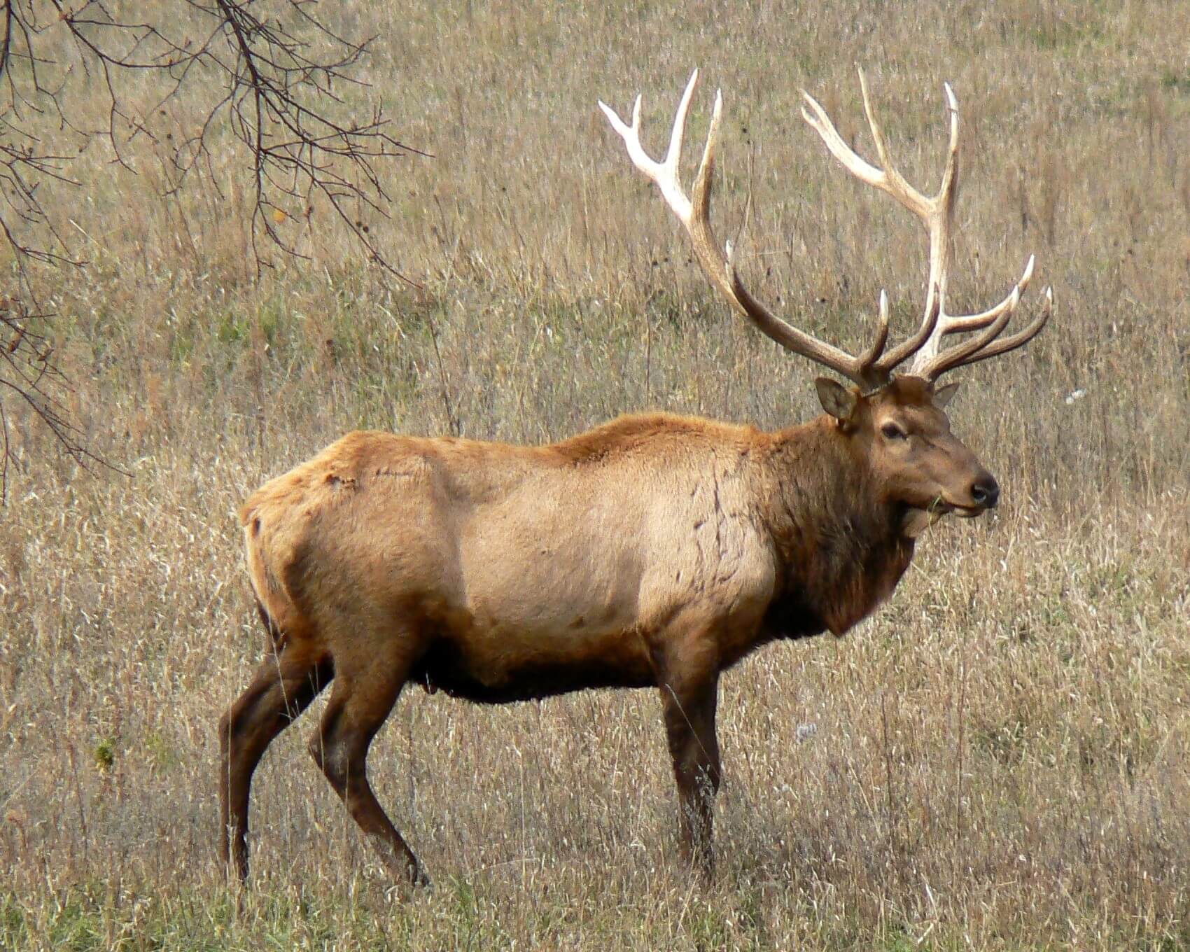 Wapití, uno de los animales que comienzan con w. 