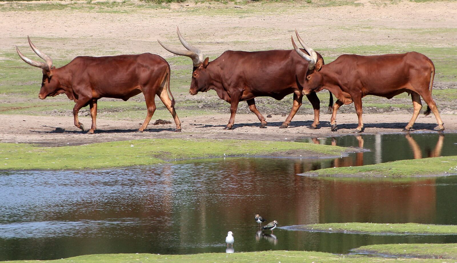 Three watusi walking past a shallow body of water in Africa.