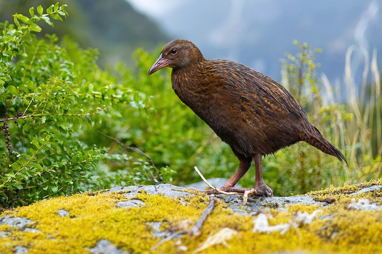 Weka, animales con w.